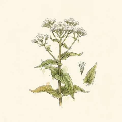 Eupatorium Perfoliatum
